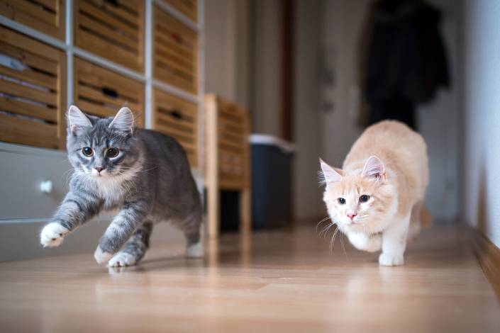 grey cat and light caramel coloured cat running towards the camera in a home on a wooden floor